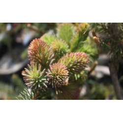 nasiona Świerk gruboigłowy Picea szt5 Fore59